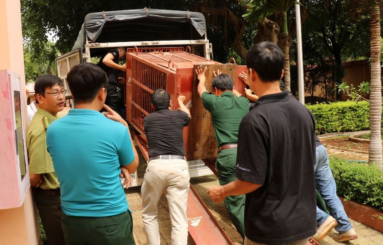 Cứu hộ gấu ngựa nuôi nhốt cuối cùng tại Gia Lai -0