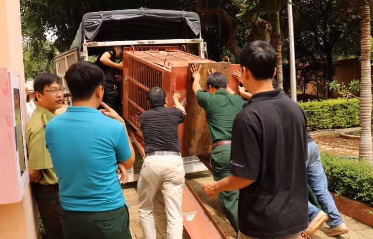 Cứu hộ gấu ngựa nuôi nhốt cuối cùng tại Gia Lai -0