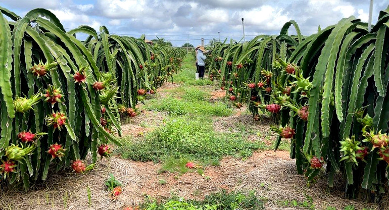 Xe chở thanh long Bình Thuận bị ùn ứ ở cửa khẩu chờ thông quan -0