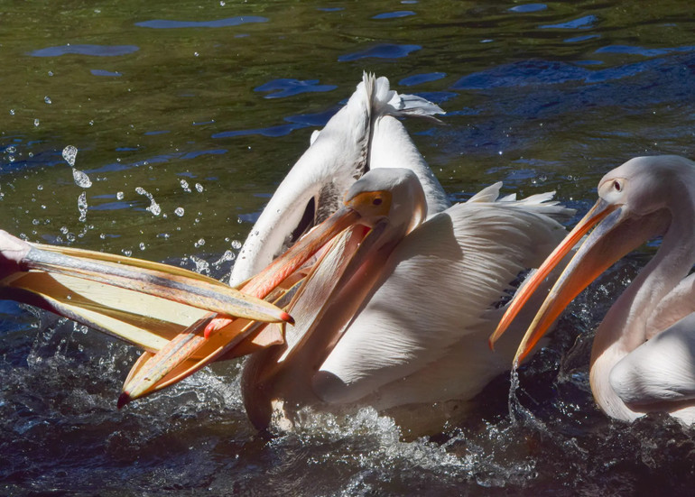 Những bức ảnh ấn tượng về động vật hoang dã trong tuần -0