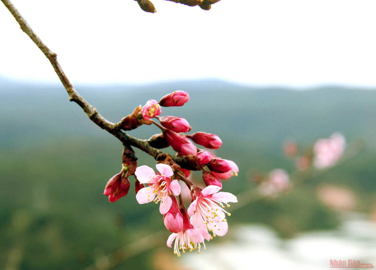 Sắc hồng giữa cao nguyên Lang Biang -2