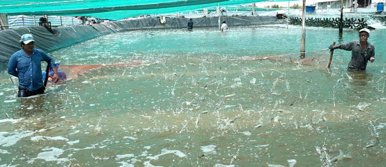 “Tôm Cà Mau”, chớ bi quan vì đại dịch -0