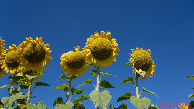 Thăm đồng hướng dương Nga -0