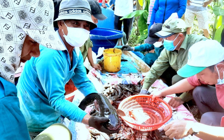 Tái hiện thu hoạch cá đồng ở miệt rừng U Minh hạ ảnh 3 dia_9-1619871327802.jpg