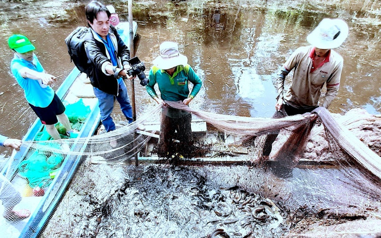 Tái hiện thu hoạch cá đồng ở miệt rừng U Minh hạ ảnh 2 dia_2-1619871327547.jpg
