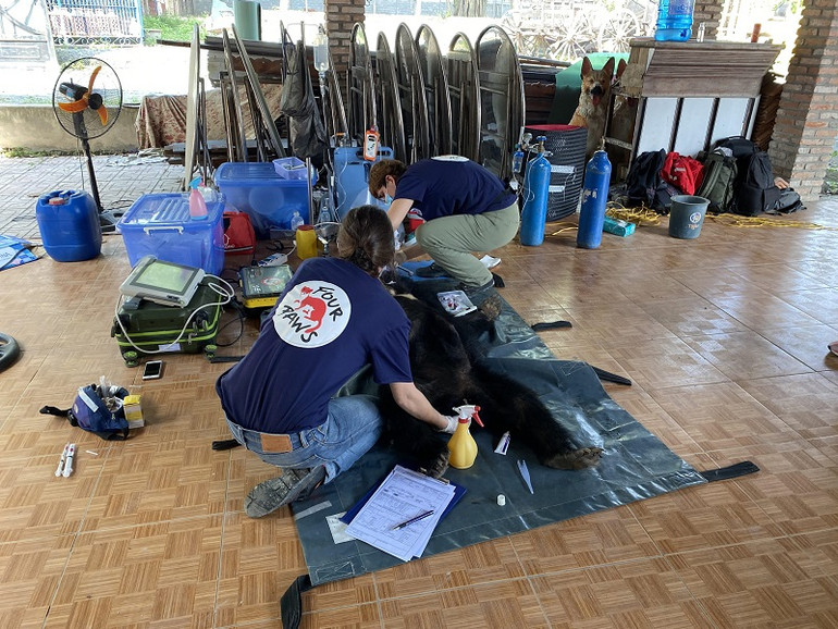 Cứu hộ 9 cá thể gấu ngựa ở Bình Dương -0