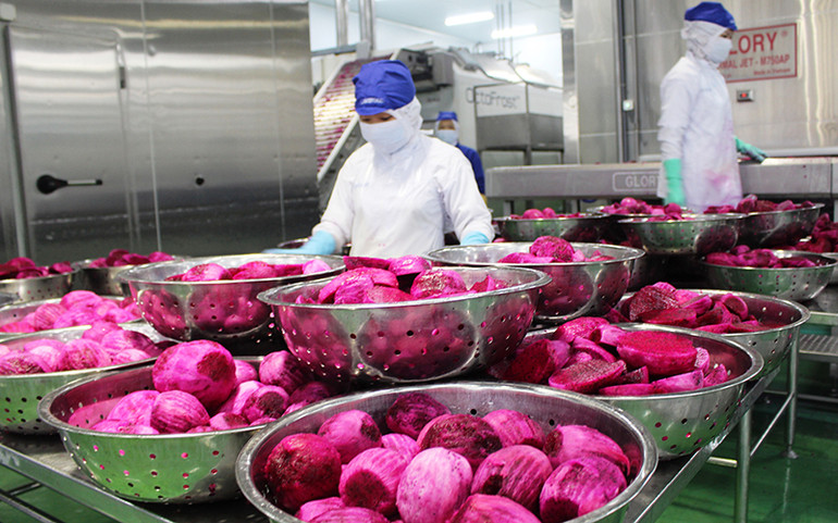 Cấp bách tìm thị trường tiêu thụ cho thanh long -0