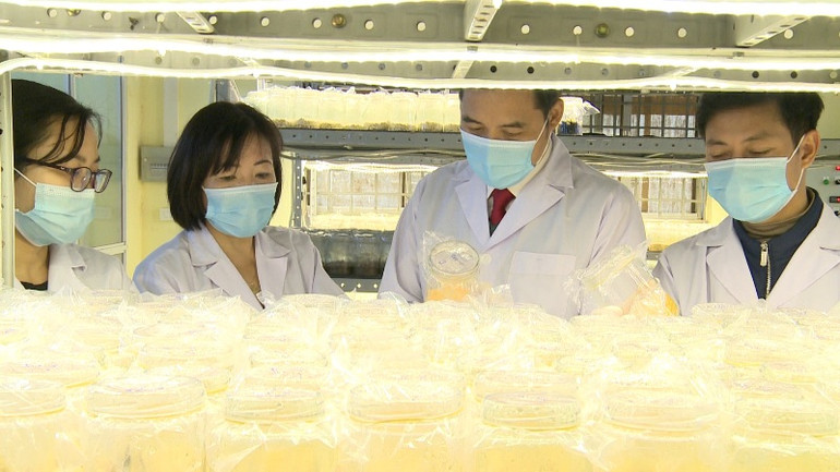 Trồng nấm đông trùng hạ thảo, hướng đi thoát nghèo bền vững -0