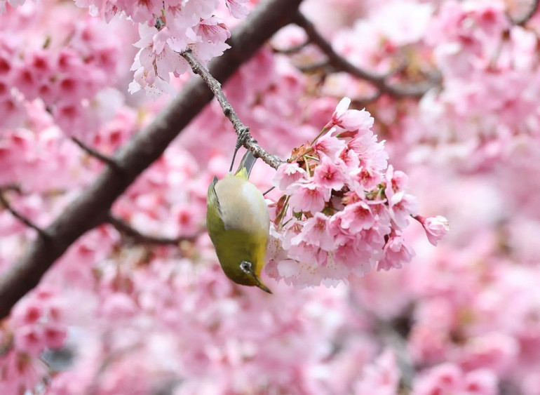 Những bức ảnh ấn tượng về động vật hoang dã -0