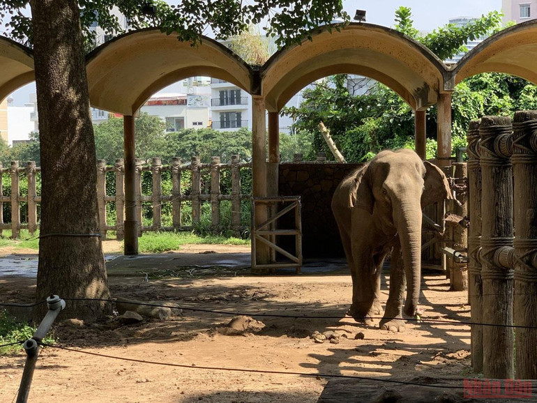 Thảo Cầm Viên Sài Gòn trước ngày mở cửa trở lại -0