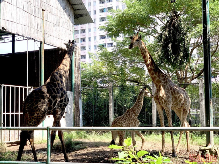 Thảo Cầm Viên Sài Gòn trước ngày mở cửa trở lại -0