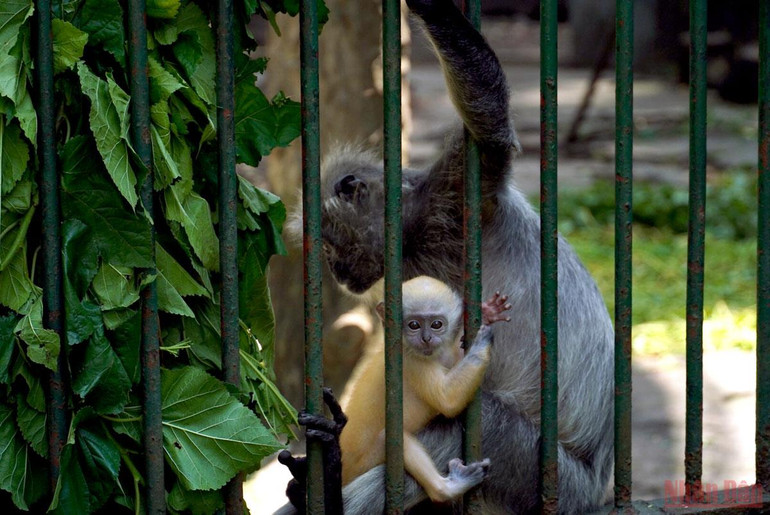 Thảo Cầm Viên Sài Gòn trước ngày mở cửa trở lại -0