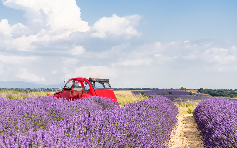 Tháng 7 tím sắc hoa oải hương ở cao nguyên Valensole nước Pháp -0
