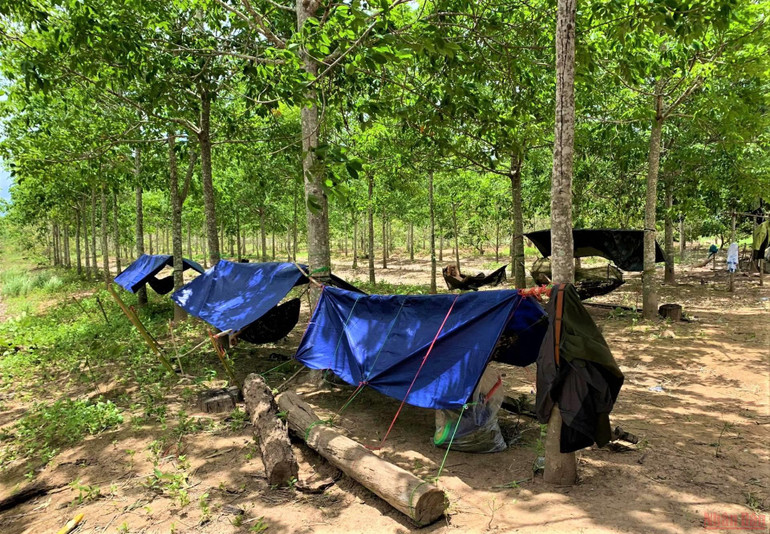 Lực lượng kiểm lâm mắc võng ở để bảo vệ hiện tường, đo đếm diện tích rừng và kiểm đếm cây rừng bị phá. Vì sao rừng bị tàn phá gần 400ha mới được phát hiện? -0