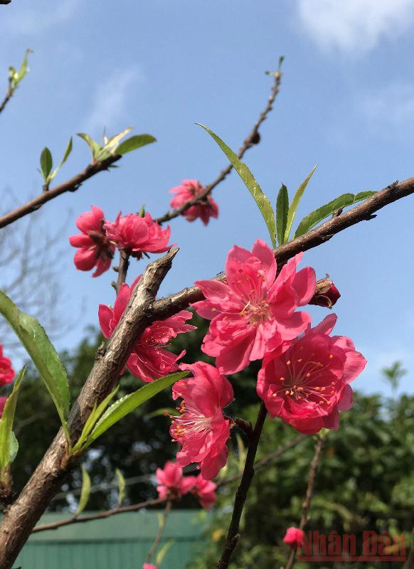 Vườn xuân còn mẹ -0