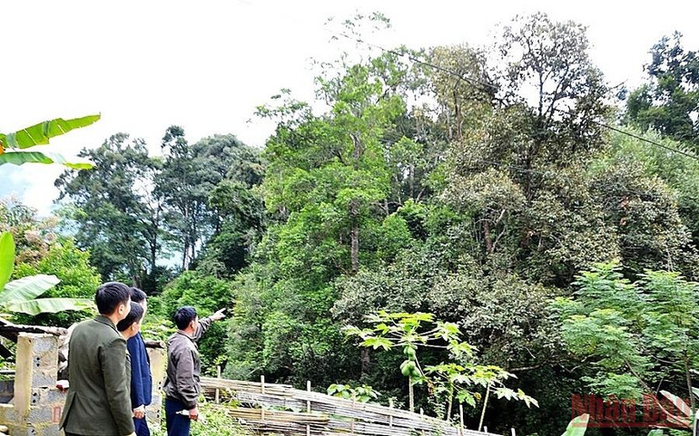 Trưởng thôn người Dao giữ rừng giỏi -0