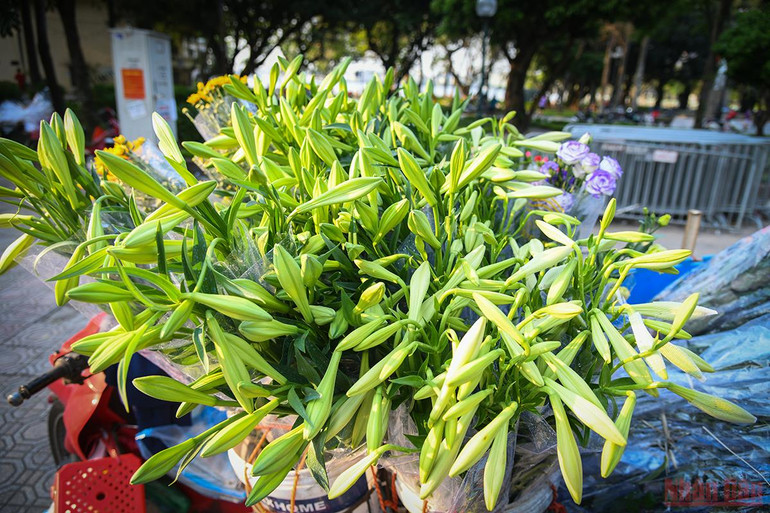 Tháng tư mùa hoa loa kèn tinh khôi xuống phố Hà Nội -0