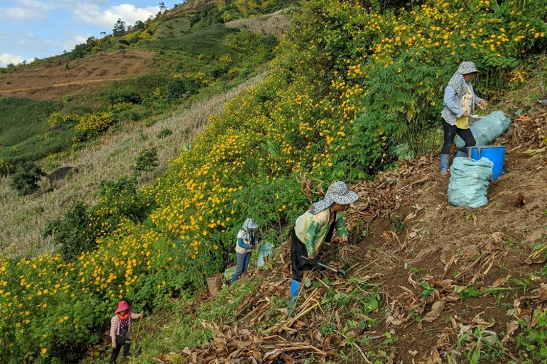 Dã quỳ “nhuộm” vàng khắp núi rừng Tây Bắc -1