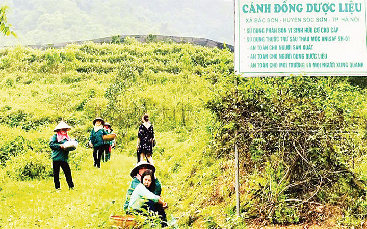 Người nặng lòng với cây thuốc nam -0