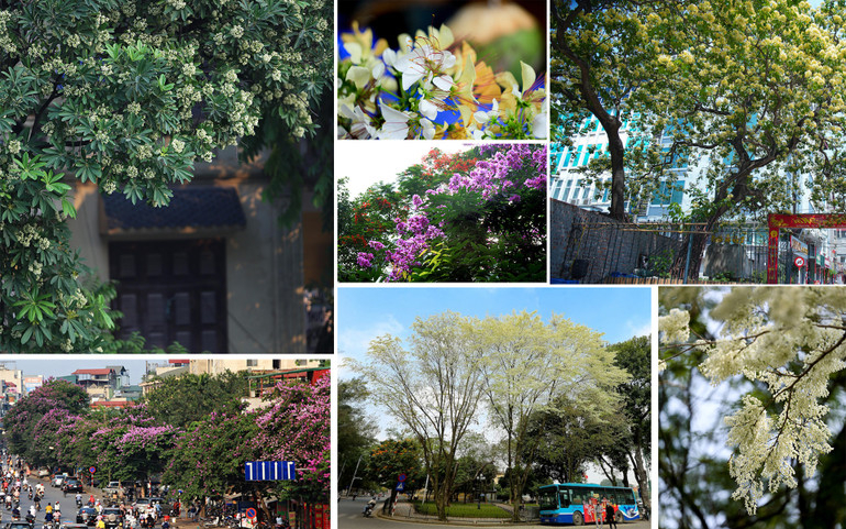 Cây xanh Hà Nội -0