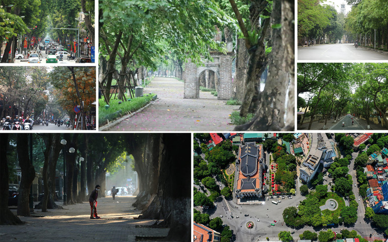Cây xanh Hà Nội -0