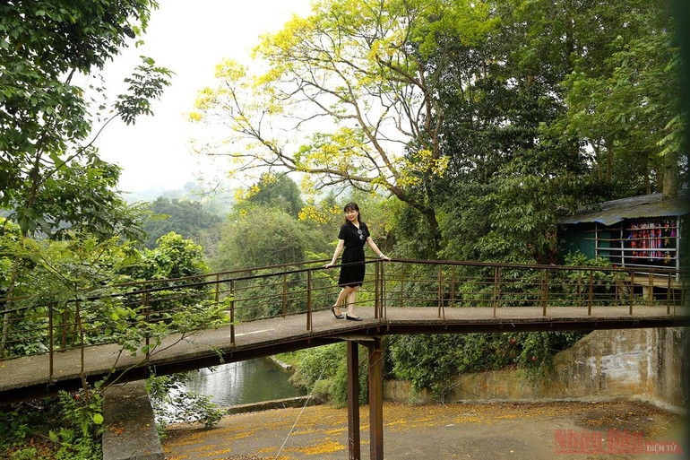 Về Tân Trào mùa hoa lim vang -0