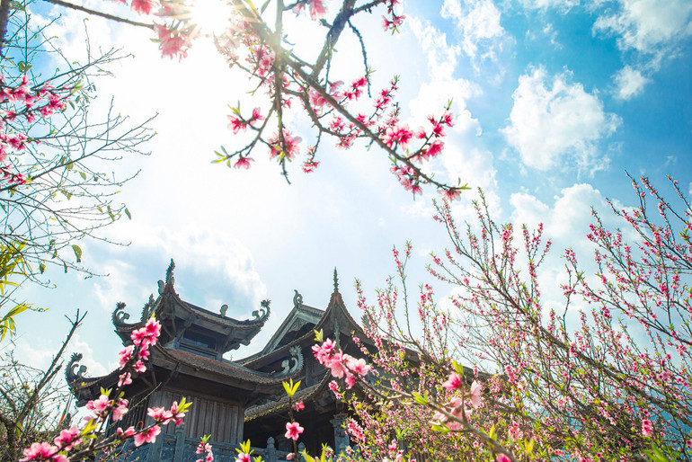 Hoa đào bắt đầu nở ở Khu Du lịch Sun World Fansipan. Sun World Fansipan Legend đón du khách trở lại sau gần 7 tháng -0