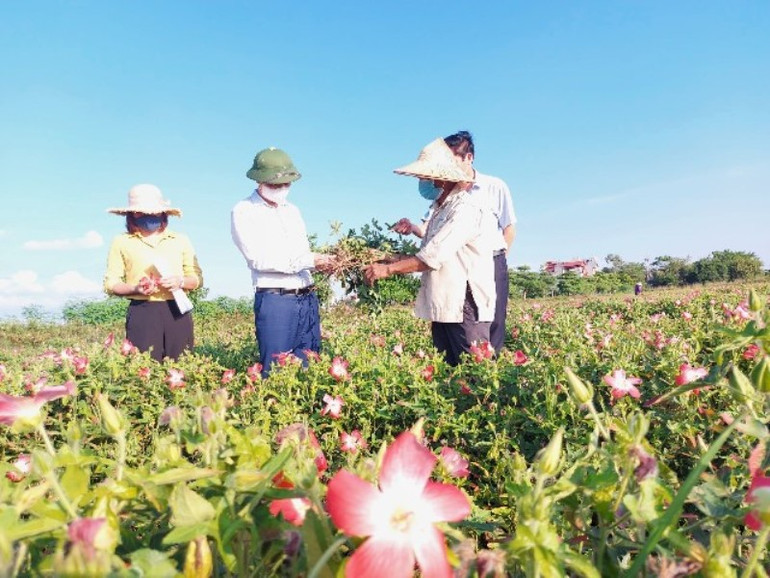 Mô hình trồng sâm ở huyện Phú Xuyên (Hà Nội). Sản xuất nông nghiệp theo hướng “xanh” an toàn và hiệu quả ở Hà Nội -0