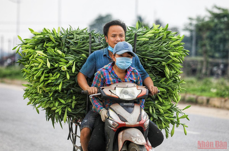 Tháng tư mùa hoa loa kèn tinh khôi xuống phố Hà Nội -0