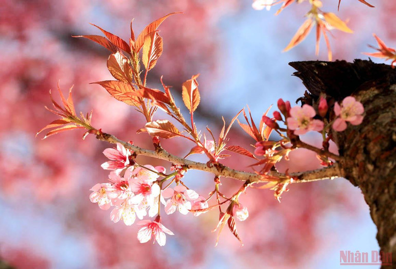 Đà Lạt nồng nàn sắc xuân -0