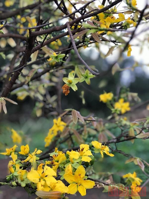 Vườn xuân còn mẹ -1