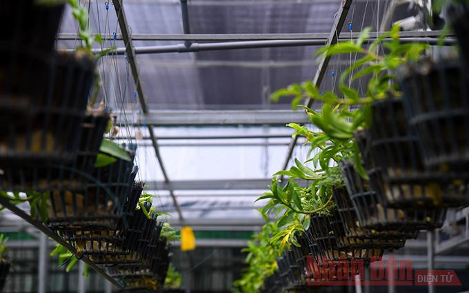 Tránh “trái đắng” từ lan đột biến tiền tỷ -0