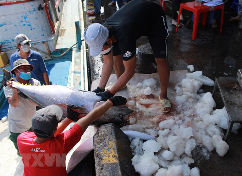 Hình ảnh ngư dân tỉnh Khánh Hòa trúng đậm cá ngừ đại dương -0