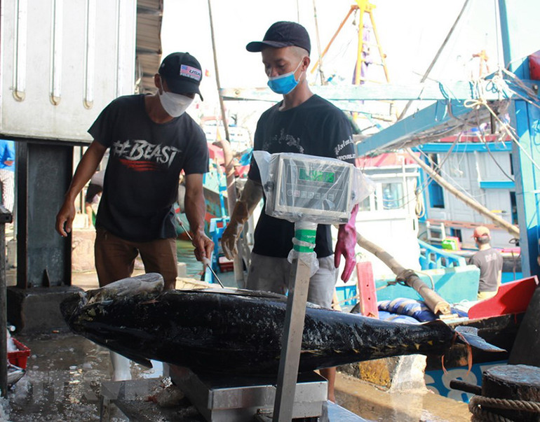 Hình ảnh ngư dân tỉnh Khánh Hòa trúng đậm cá ngừ đại dương -0
