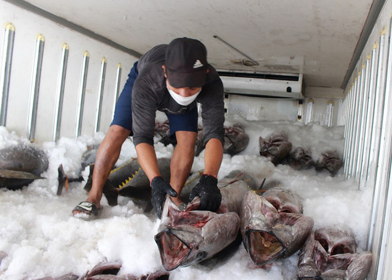 Hình ảnh ngư dân tỉnh Khánh Hòa trúng đậm cá ngừ đại dương -0