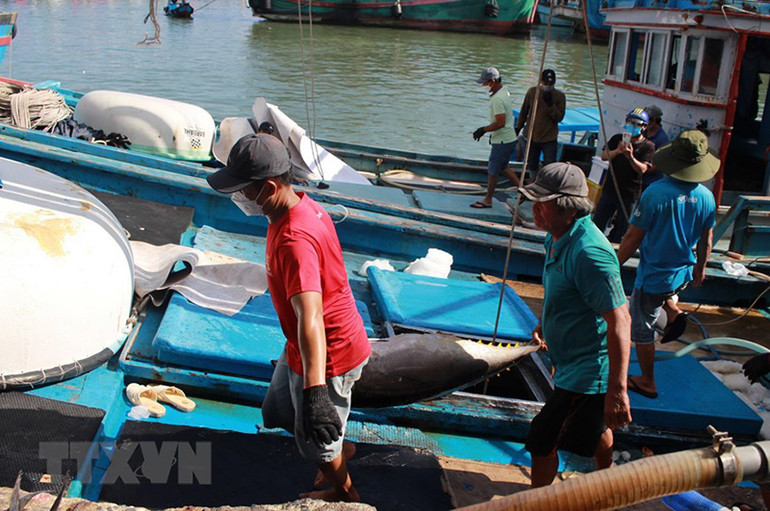 Hình ảnh ngư dân tỉnh Khánh Hòa trúng đậm cá ngừ đại dương -0