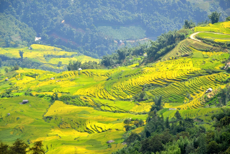 Mùa vàng trên rẻo cao -5