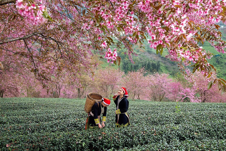 5 lý do không thể bỏ lỡ mùa đông này ở Fansipan -0