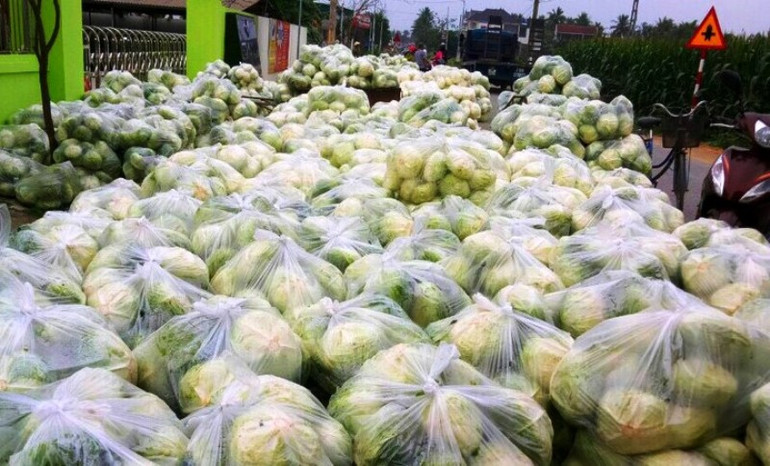 Chung tay giúp người trồng rau Nghệ An tiêu thụ sản phẩm -0