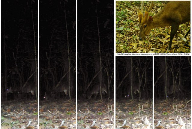 Phát hiện nhiều loài thú quý hiếm ở Vườn quốc gia Bidoup - Núi Bà ảnh 1