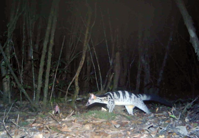 Phát hiện nhiều loài thú quý hiếm ở Vườn quốc gia Bidoup - Núi Bà ảnh 2