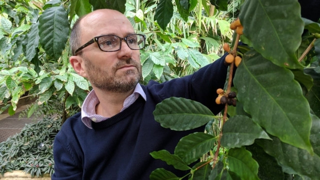 Tái phát hiện một loài cà phê bị lãng quên nhiều thập kỷ -0