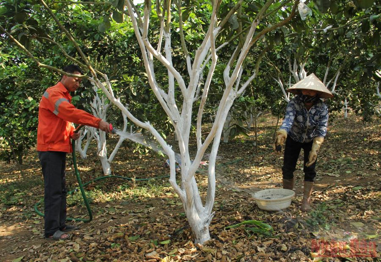 Thành viên hợp tác xã Ngọc Lan, huyện Mai Sơn sử dụng phân bón hữu cơ chăm sóc cây ăn quả. Sơn La tìm giải pháp đẩy mạnh tiêu thụ nông sản -0