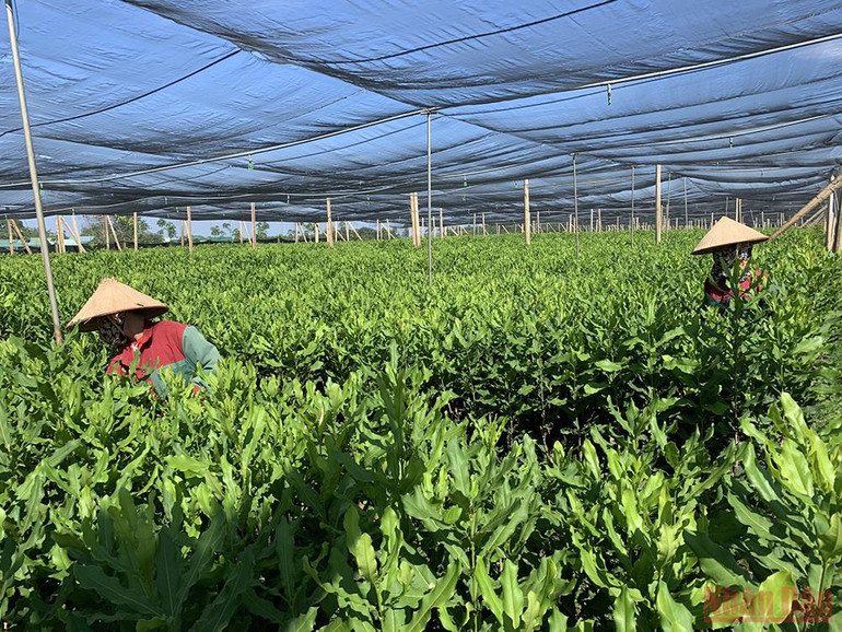 Vườn ươm cung cấp giống mắc-ca chất lượng cao cho thị trường. Phát triển bền vững cây mắc-ca vùng Tây Bắc -0