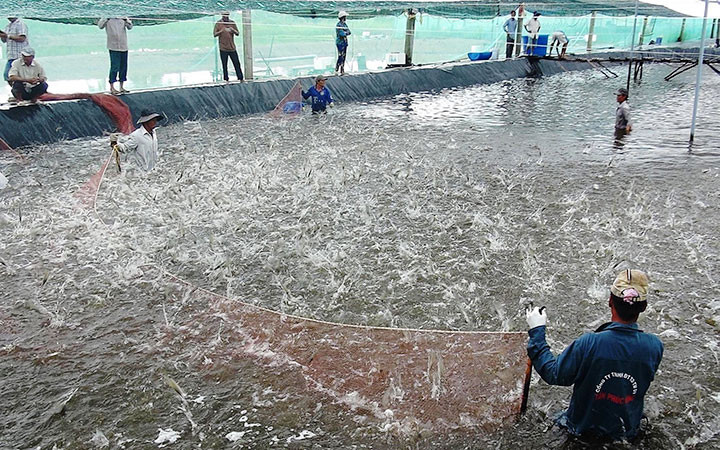 Phấn đấu trở thành trung tâm chế biến thủy sản toàn cầu -0