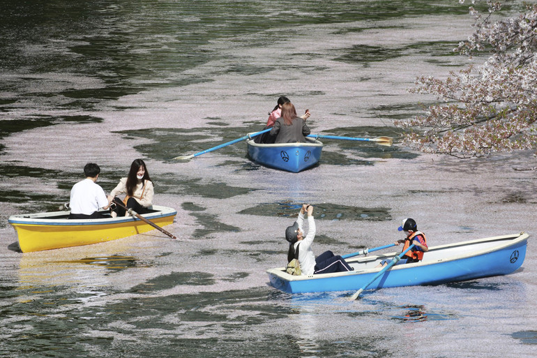 Rực rỡ mùa hoa anh đào nở rộ sớm kỷ lục ở Nhật Bản -0