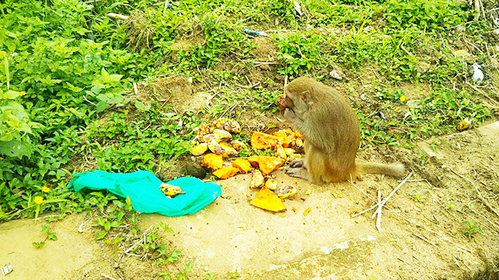 Chung tay bảo vệ khỉ Sơn Trà -0