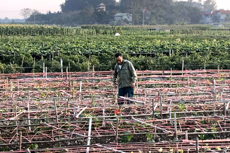 Thúc đẩy liên kết trong sản xuất rau quả -0