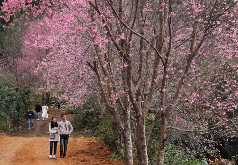 Sắc hồng giữa cao nguyên Lang Biang -1