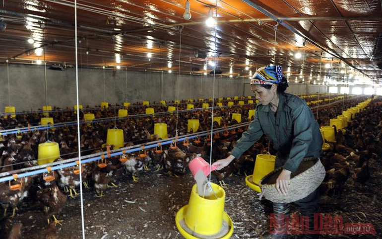 Ngành nông nghiệp Hà Nội vượt khó thành công -0